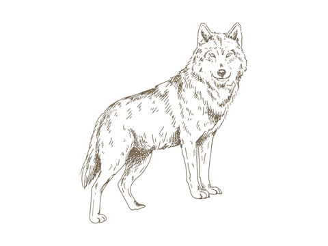 Vintage Wolf Illustration, Hand Drawn Engraving Style Wildlife Drawing