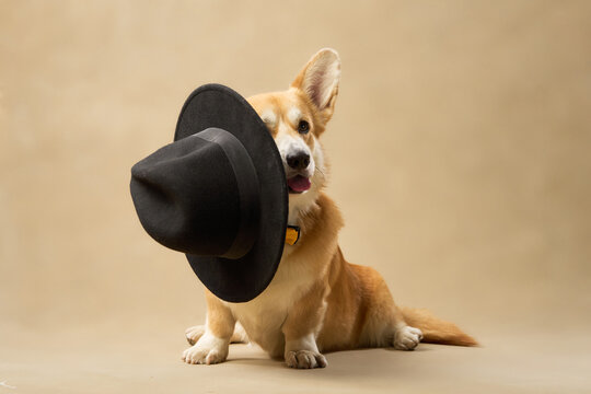A tan corgi picks up a black hat with its mouth while lying on beige background.