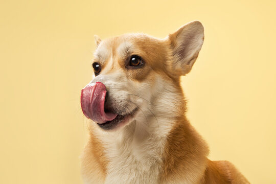The Pembroke Corgi sticks out tongue while facing left under soft yellow lighting.