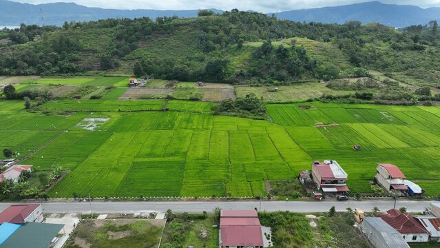 Aerial view of lush green rice fields and rural houses with red rooftops along a road with forested hills in the background Samosir Regency, North Sumatra, Indonesia.