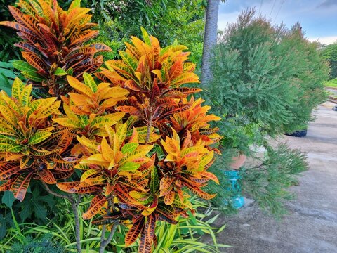 Beautiful multicolor Cotons tree leave 