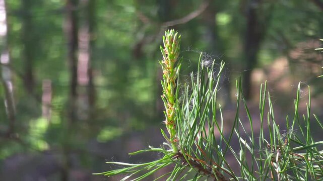 Young pine tree sprout growing in the forest. Green conifer branch with needles and spider web. Botanical life in nature and woodland environment detail focus.