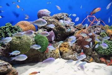 海の生き物　（熱帯魚の回遊） © 1971