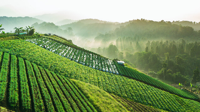 Aerial view of terraced agricultural fields on a lush hillside with morning mist and sunbeams filtering through the trees in Sukabumi, West Java, Indonesia.