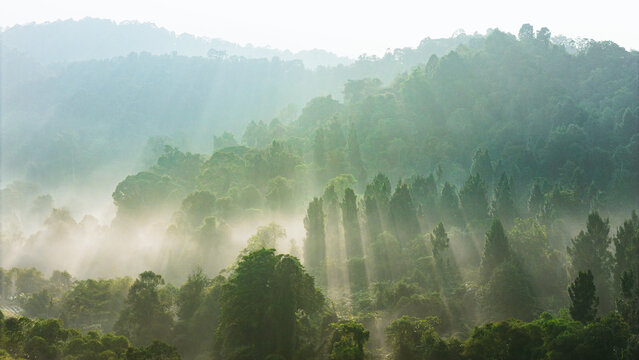Aerial view of dense tropical forest shrouded in morning mist with sunbeams filtering through the lush green canopy Sukabumi, West Java, Indonesia.
