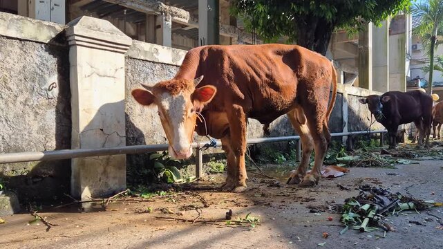 Brown sacrificial cow standing outdoors before Eid al-Adha, captured in natural sunlight with rural livestock and farming context.