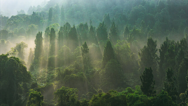 Aerial view of sunbeams piercing through the mist over a dense tropical forest canopy in Sukabumi, West Java, Indonesia.