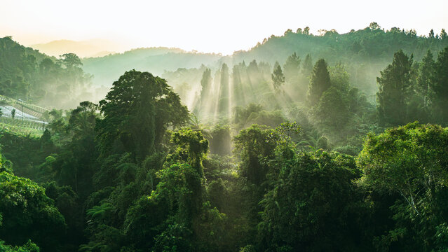Aerial view of sunbeams shining through the dense tropical forest canopy and morning mist in Sukabumi, West Java, Indonesia.
