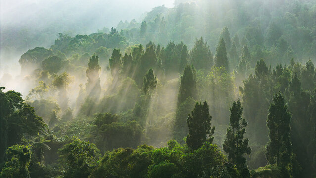 Aerial view of dense tropical forest shrouded in morning mist with sun rays filtering through the lush green canopy in Sukabumi, West Java, Indonesia.