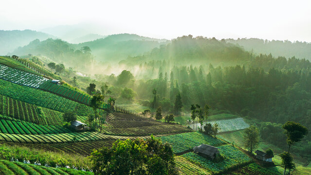 Aerial view of lush terraced vegetable plantations on a misty hillside with sunlight rays filtering through the forest trees Sukabumi, West Java, Indonesia.