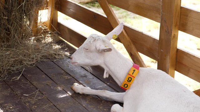A white goat wearing a numbered yellow collar lies on its right side inside a wooden penned shelter. The animal rests near the foreground with its head turned