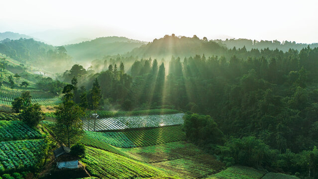 Aerial view of lush terraced agricultural fields and dense tropical forest with sunbeams breaking through morning mist over rolling hills in Sukabumi, West Java, Indonesia.
