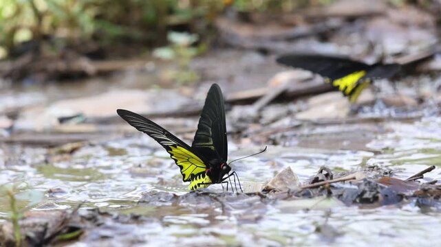 Beautiful yellow black birdwing butterfly insect with delicate large wing rests on wet forest ground, drinking water from mud puddle in serene wild nature outdoor habitat