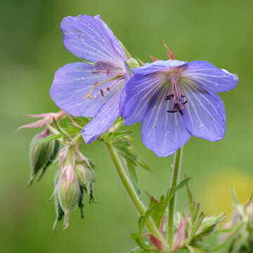 Wild Geranium