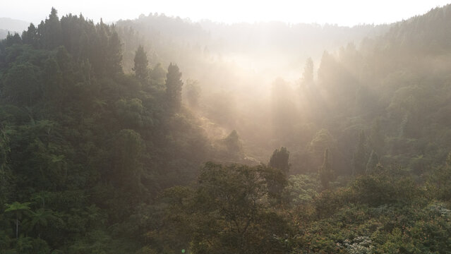 Aerial view of lush tropical forest valley with morning mist and golden sun rays breaking through the dense canopy Sukabumi, West Java, Indonesia.