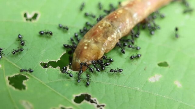 Frenzied black ant colony members relentlessly swarm defenseless brown worm on damaged green leaf in wildlife forest, showcasing macro nature insect details and fierce survival teamwork