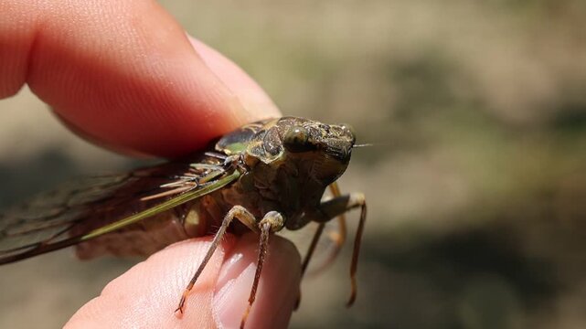 Gentle careful hand holding curious cicada insect with finger, showing detailed wing structure close up, evoking wonder in natural wildlife habitat during warm sunny summer day