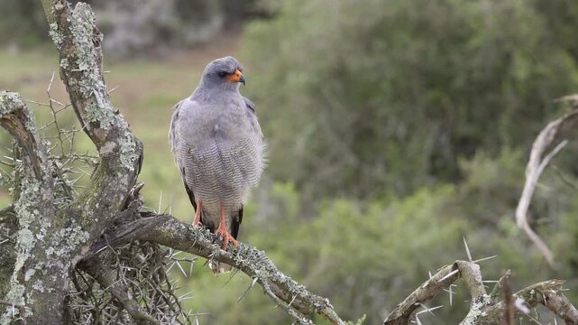 Pale chanting goshawk (Melierax canorus) perching, looking around for prey.