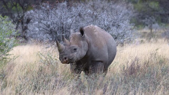 Black Rhinocerus (Diceros bicornis) with horn,turning head, standing in grassland thickets, South Africa.