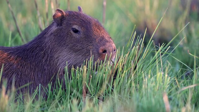 A capybara gently chews on grass in a sunlit meadow, highlighting its natural behavior. Suitable for wildlife documentaries or educational content.