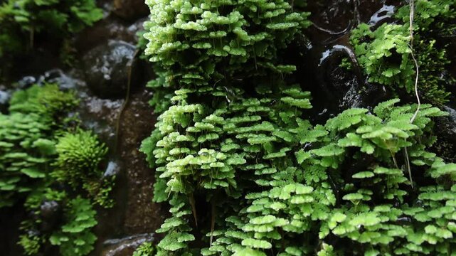 Lush green moss and delicate fern grow on wet rock wall near flowing forest water, creating serene nature scene filled with fresh plant life, tiny leaf details, damp stone surfaces