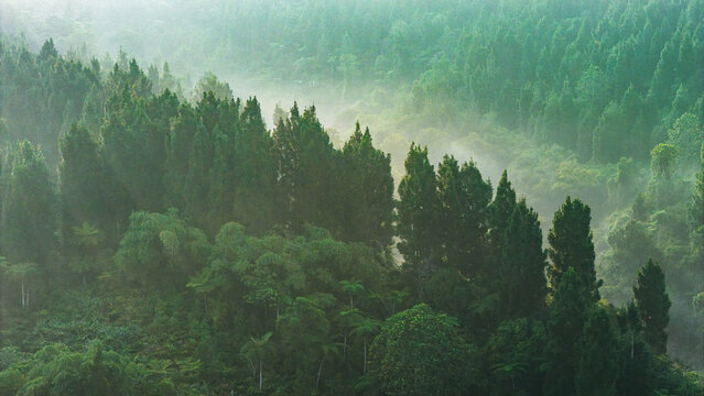 Aerial view of lush tropical forest shrouded in morning mist with dense green trees and soft sunlight Sukabumi, West Java, Indonesia.