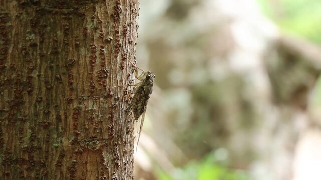 Patient cicada insect displaying perfect camouflage on rough brown tree bark trunk within serene nature. Beautiful bug resting quietly showcases silent wildlife survival in peaceful outdoor forest