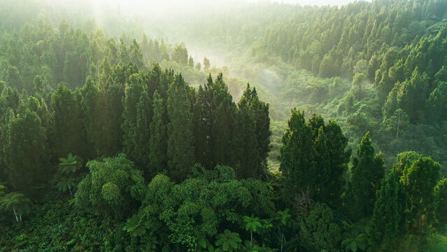 Aerial view of a lush tropical forest with tall pine trees and morning mist in the valley Sukabumi, West Java, Indonesia.