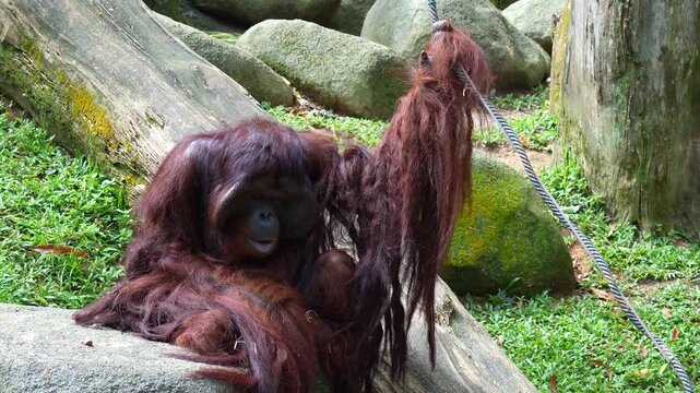 Close up shot of a flanged male orangutan sits on the ground in a relaxed position, catches a piece of food and eating it.