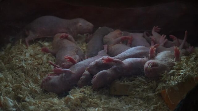 Close up shot of a cluster of mole-rats (Heterocephalus glaber) huddle together in a subterranean-style exhibit.