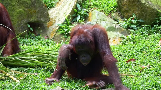 A young playful Orangutan sits on the ground, close up shot.