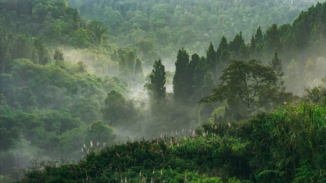 Aerial view of misty tropical rainforest with dense green foliage and fog rising through the trees in the morning light Sukabumi, West Java, Indonesia.