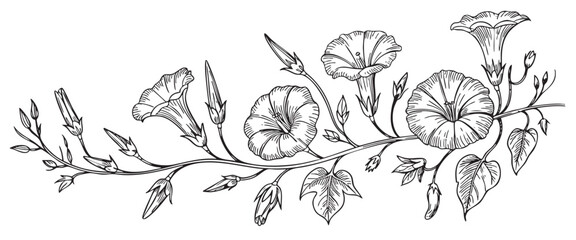 Natural morning glory vine in antique engraving linework style. © Creative09