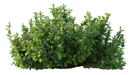 Obraz premium flowering shrub isolated on white