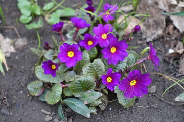 Vibrant magenta flowers of Primula juliae Wanda in April © Anna