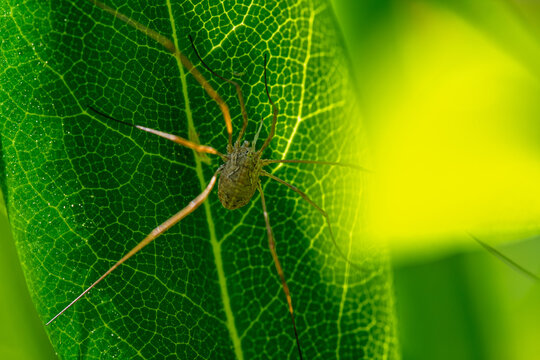 Macro of a harvestman Phalangium opilio resting on a green leaf with detailed body texture and long thin legs under natural daylight, macro insect photography