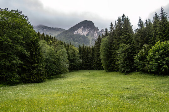 Dramatic limestone mountain peaks emerging from dense conifer forest in the Krumpental valley of the Styrian Alps under cloudy skies