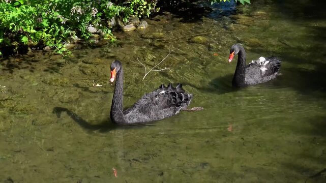 The Black Swan, Cygnus atratus is a large waterbird, a species of swan which breeds mainly in the southeast and southwest regions of Australia.