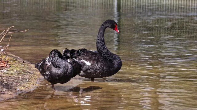 The Black Swan, Cygnus atratus is a large waterbird, a species of swan which breeds mainly in the southeast and southwest regions of Australia.
