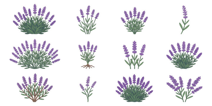 Set of lavender flower plant illustrations with purple blossoms and green leaves in a simple drawing style