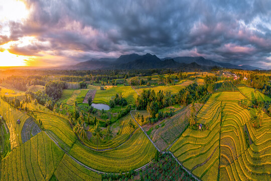 Aerial view of the lush green rice terraces of Kemumu under a dramatic sunset sky with mountains in the background in Arma Jaya, Bengkulu, Indonesia.