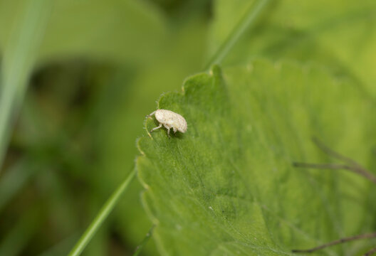 Macro photography of a tiny white Issus coleoptratus planthopper nymph sitting on a green leaf in the garden.