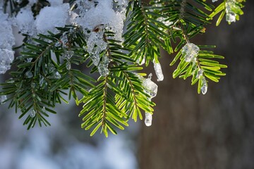 Obraz premium Close Up of Melting Icicles and Fresh Snow on Pine Tree Branch in Gegenlicht, Beautiful Sparkling Ice Crystals on Green Conifer Needles at Sunny Winter Day, Macro Nature Background