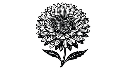 Sunflower illustration black and white botanical drawing on a white background © Ms sumu