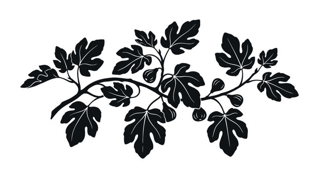 Fig Branch Silhouette Against White Background Botanical Illustration