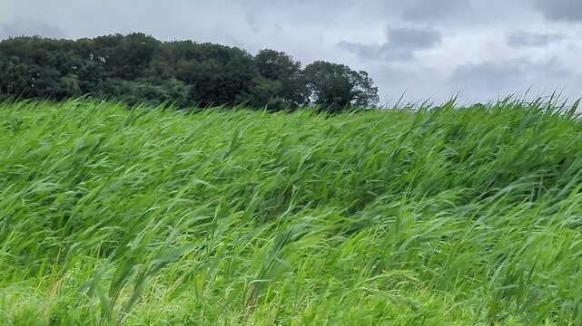 4K slow‑motion telephoto shot of tall grass with long narrow leaves swaying in strong wind in rural Japan