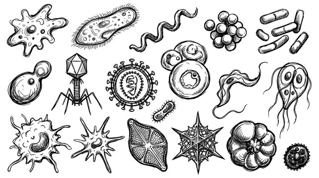 Diverse hand-drawn black and white microorganisms, including bacteria, viruses, and protozoa, are scattered across a clean white background