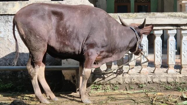 Brown sacrificial cow standing outdoors before Eid al-Adha, captured in natural sunlight with rural livestock and farming context.