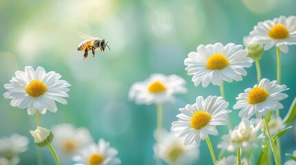 Fototapeta premium Bee flying over daisies in bloom