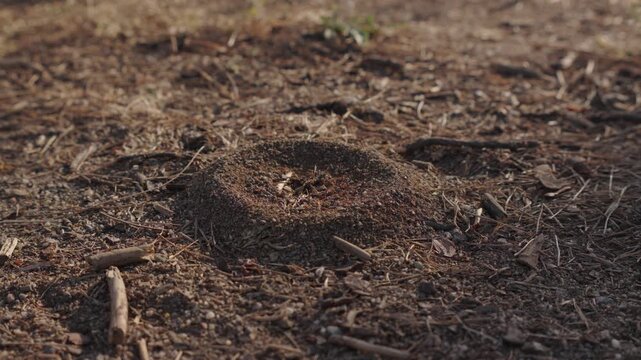 Macro shot of busy ants carrying food and building their sand anthill on a sunny day, 4K